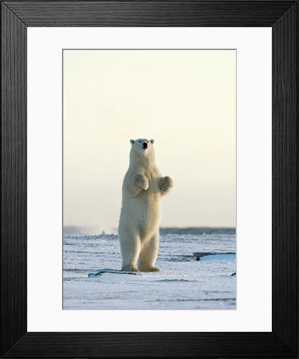 Framed Print : Polar bear (Ursus maritimus) sow standing on a barrier island Framed Print : Polar bear (Ursus maritimus) sow standing on a barrier island