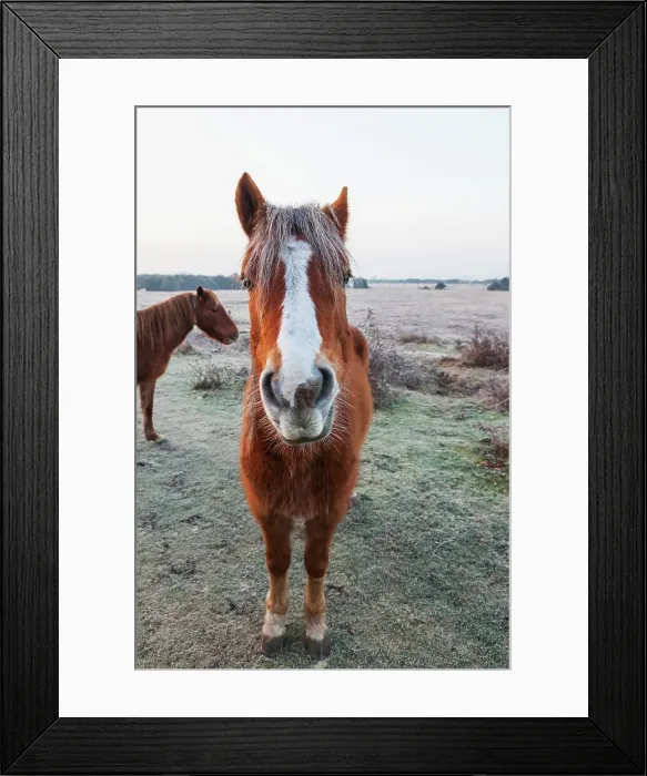 Framed Print : England, Hampshire, The New Forest, Pony Framed Print : England, Hampshire, The New Forest, Pony