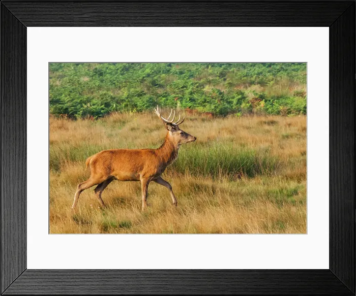 Framed Print : England, London, Richmond, Richmond Park, Stag