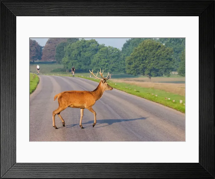 Framed Print : England, London, Richmond, Richmond Park, Stag Framed Print : England, London, Richmond, Richmond Park, Stag