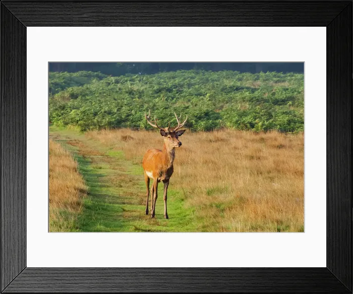 Framed Print : England, London, Richmond, Richmond Park, Stag Framed Print : England, London, Richmond, Richmond Park, Stag
