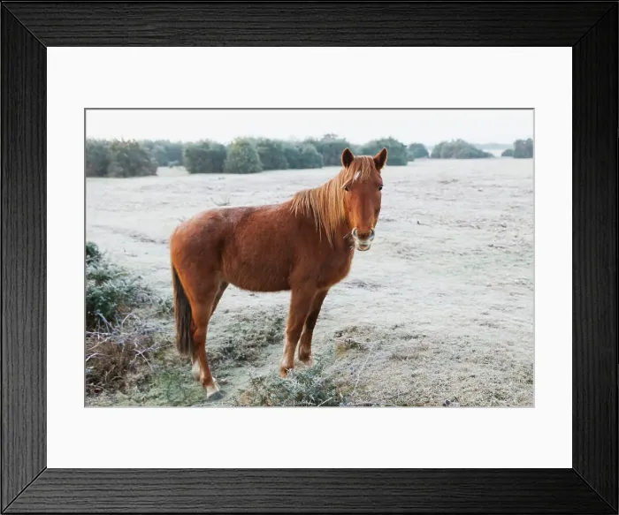 Framed Print : England, Hampshire, The New Forest, Pony