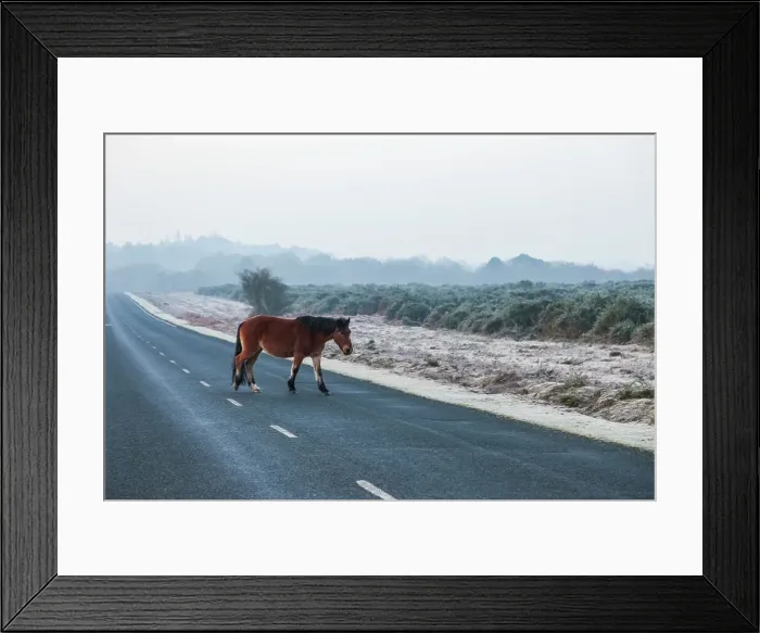Framed Print : England, Hampshire, The New Forest, Pony