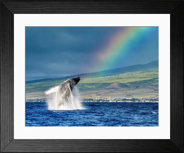 Framed Print : Breaching Humpback Whales (Megaptera novaeangliae) whale under the rainbow, Maui, Hawaii Framed Print : Breaching Humpback Whales (Megaptera novaeangliae) whale under the rainbow, Maui, Hawaii