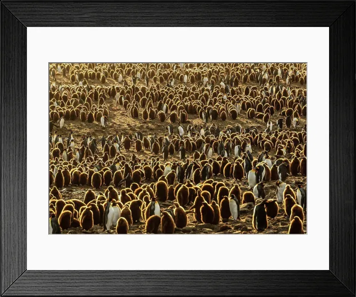Framed Print : Pengins as far as the eye can see, King Penguins (Aptenodytes patagonicus) at St. Andrews Bay, South Georgia Framed Print : Pengins as far as the eye can see, King Penguins (Aptenodytes patagonicus) at St. Andrews Bay, South Georgia