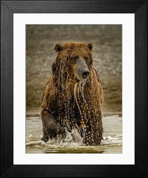 Framed Print : Alaska Chasing Salmon Coastal Brown Bears (Ursus Arctos Horribilis)