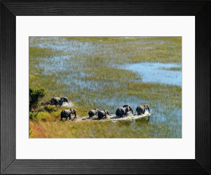 Framed Print : Aerial view of African Bush Elephant (loxodonta africana) herd Framed Print : Aerial view of African Bush Elephant (loxodonta africana) herd