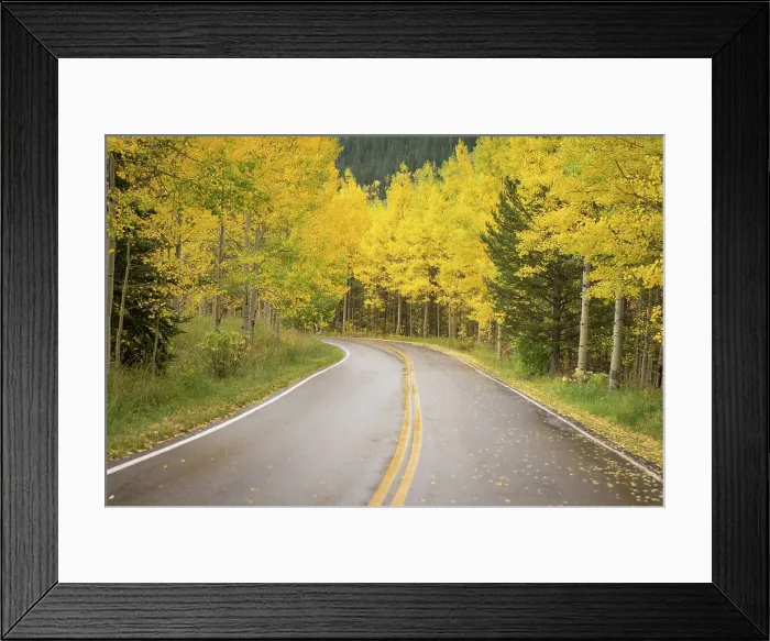 Framed Print : Outdoors Autumn No People Road Nature Forest Framed Print : Outdoors Autumn No People Road Nature Forest