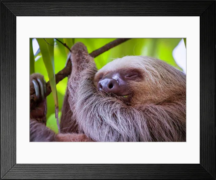Framed Print : A two-toed sloth sleeps among the leafs