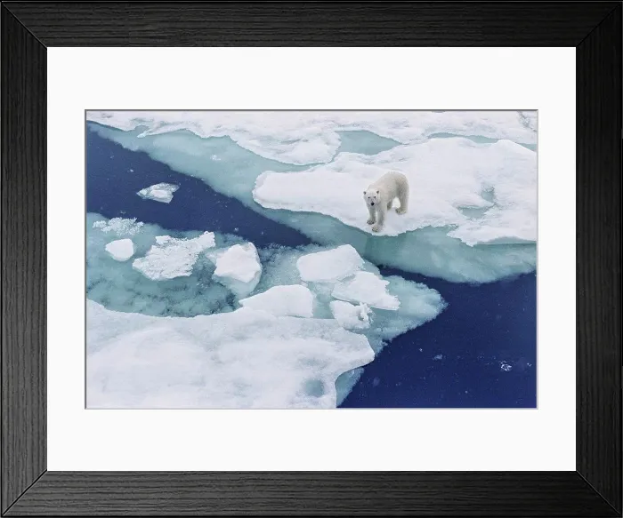 Framed Print : Polar bear walking on Iceberg floating in the Arctic Framed Print : Polar bear walking on Iceberg floating in the Arctic