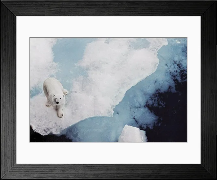 Framed Print : Polar bear looking up at camera while walking on Iceberg floating in the Arctic Framed Print : Polar bear looking up at camera while walking on Iceberg floating in the Arctic