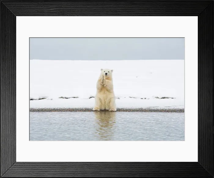 Framed Print : Polar bear (Ursus maritimus), spring cub sits up on its haunches and scratches itself