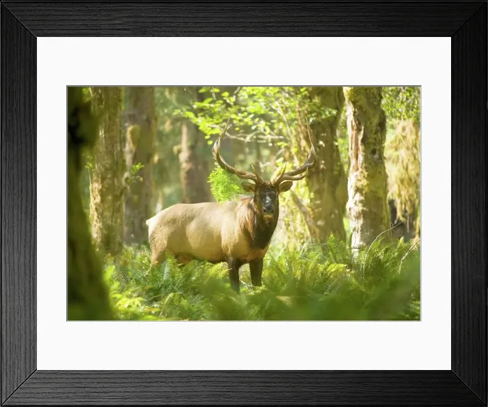Framed Print : Roosevelt elk (Cervus canadensis roosevelti) standing in a forest Framed Print : Roosevelt elk (Cervus canadensis roosevelti) standing in a forest