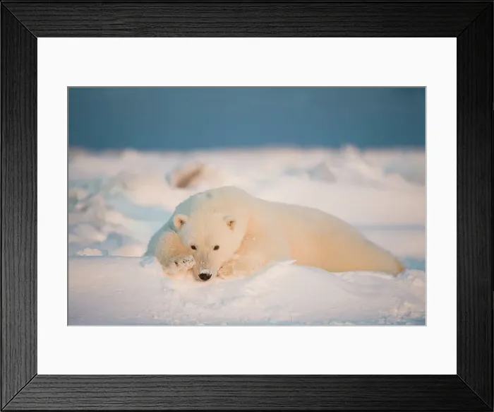 Framed Print : Polar bear cub (Ursus maritimus) resting on the newly frozen pack ice