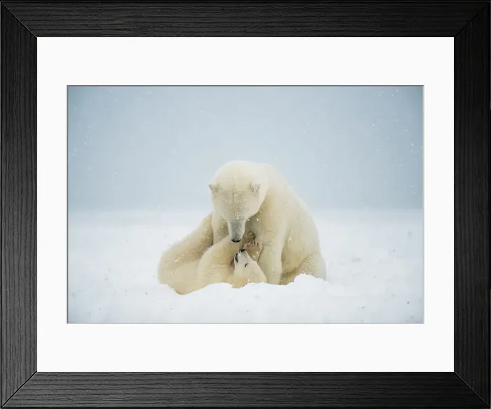 Framed Print : Polar bear (Ursus maritimus) Framed Print : Polar bear (Ursus maritimus)