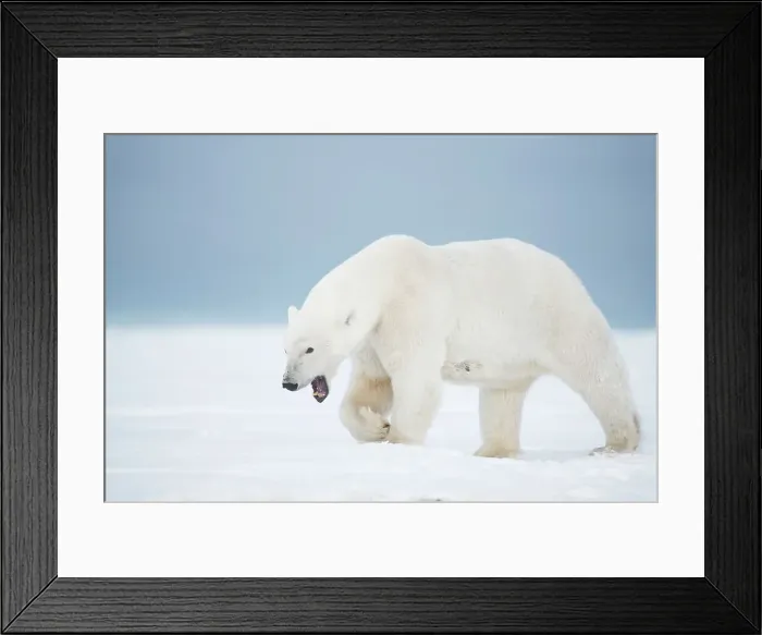 Framed Print : Polar bear (Ursus maritimus), sow yawns and walks along a barrier island during fall freeze up Framed Print : Polar bear (Ursus maritimus), sow yawns and walks along a barrier island during fall freeze up