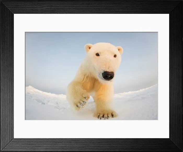 Framed Print : Curious Polar bear cub (Ursus maritimus) on newly formed pack ice Framed Print : Curious Polar bear cub (Ursus maritimus) on newly formed pack ice