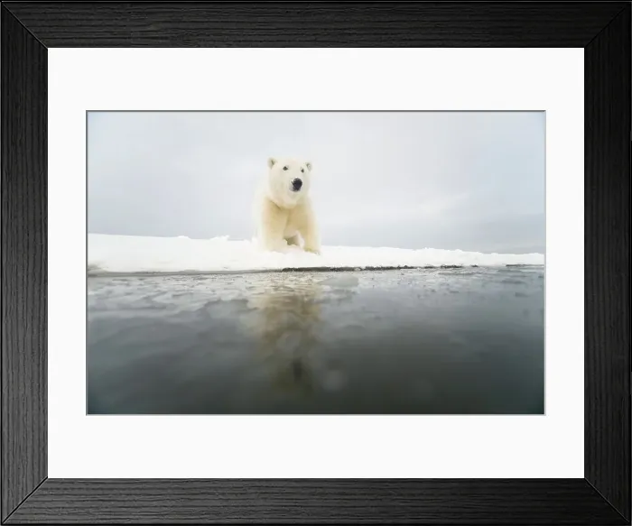 Framed Print : Curious Polar bear cub (Ursus maritimus) on newly formed pack ice Framed Print : Curious Polar bear cub (Ursus maritimus) on newly formed pack ice