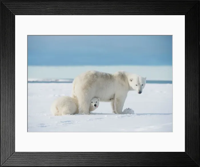 Framed Print : Polar bear (Ursus maritimus), sow with cub rest along a barrier island during fall freeze up Framed Print : Polar bear (Ursus maritimus), sow with cub rest along a barrier island during fall freeze up