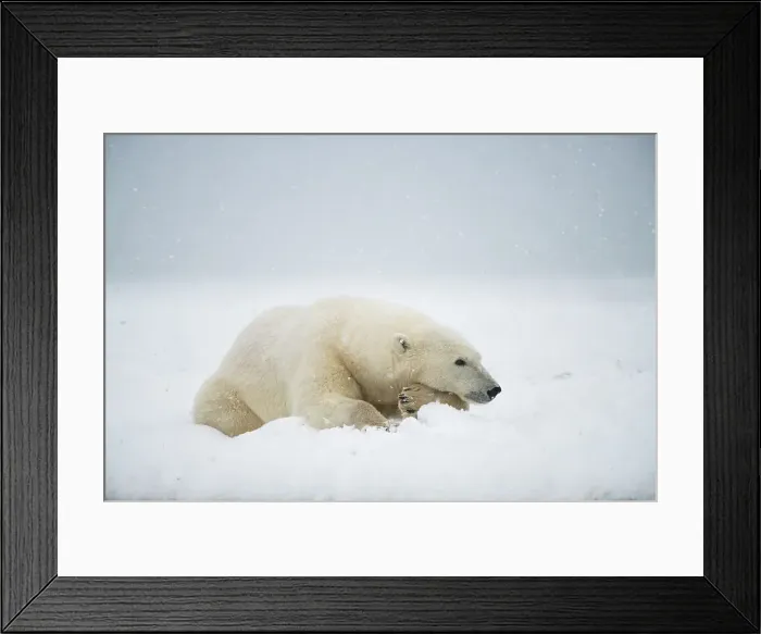 Framed Print : Polar bear (Ursus maritimus), sow rests along a barrier island during fall freeze up Framed Print : Polar bear (Ursus maritimus), sow rests along a barrier island during fall freeze up