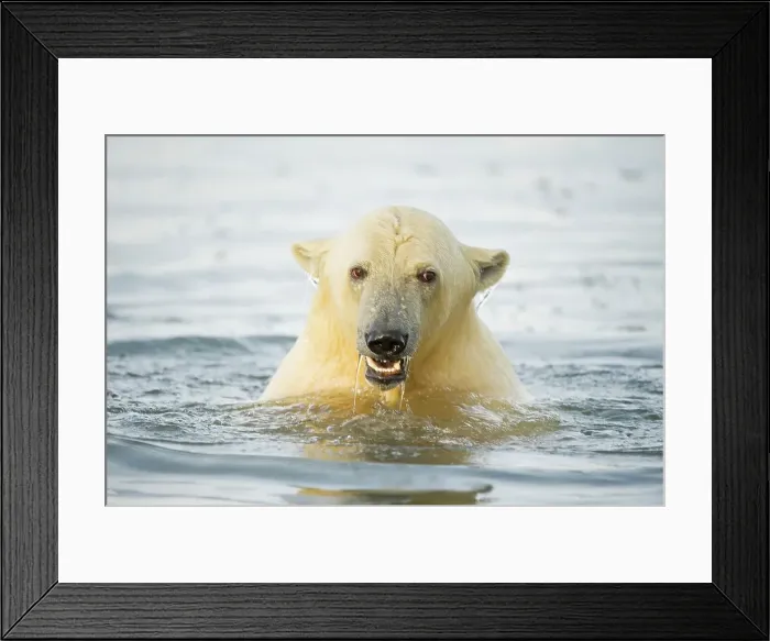Framed Print : Polar bear cub (Ursus maritimus) swimming in the Beaufort Sea Framed Print : Polar bear cub (Ursus maritimus) swimming in the Beaufort Sea