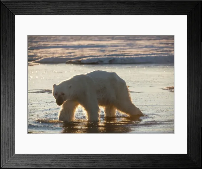 Framed Print : USA, Alaska, Arctic National Wildlife Refuge Framed Print : USA, Alaska, Arctic National Wildlife Refuge