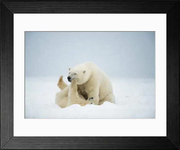 Framed Print : Polar bear (Ursus maritimus), sow with spring cub play with one another along a barrier island during fall freeze up