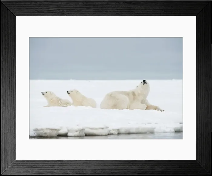 Framed Print : Polar bear (Ursus maritimus), sow with a pair of cubs rest along a barrier island during fall freeze up Framed Print : Polar bear (Ursus maritimus), sow with a pair of cubs rest along a barrier island during fall freeze up