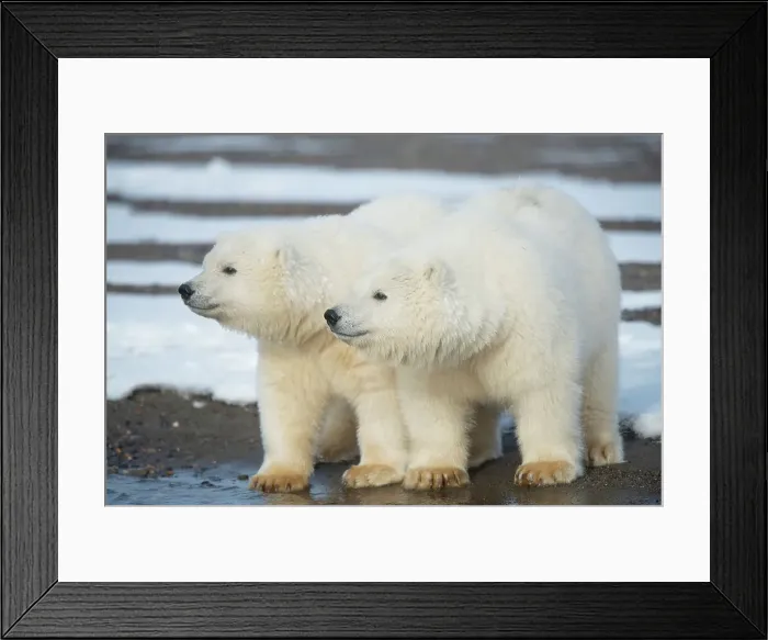 Framed Print : USA, Alaska, Beaufort Sea, Two young polar bears (Ursus maritimus) Framed Print : USA, Alaska, Beaufort Sea, Two young polar bears (Ursus maritimus)