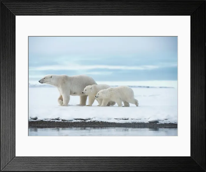 Framed Print : Polar bear (Ursus maritimus), sow with a pair of cubs walk along a barrier island during fall freeze up Framed Print : Polar bear (Ursus maritimus), sow with a pair of cubs walk along a barrier island during fall freeze up