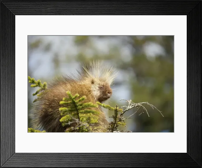 Framed Print : Common porcupine (Erethizon dorsatum) sitting on a spruce tree Framed Print : Common porcupine (Erethizon dorsatum) sitting on a spruce tree
