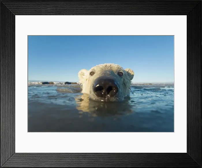 Framed Print : Juvenile Polar bear (Ursus maritimus) in freezing water Framed Print : Juvenile Polar bear (Ursus maritimus) in freezing water