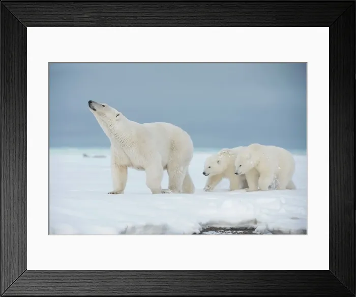Framed Print : Polar bear (Ursus maritimus), sow with a pair of cubs walk along a barrier island during fall freeze up Framed Print : Polar bear (Ursus maritimus), sow with a pair of cubs walk along a barrier island during fall freeze up