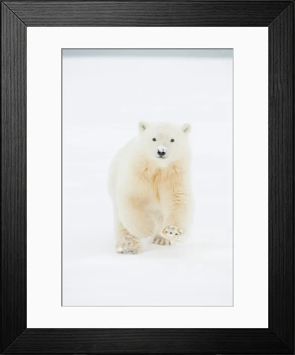 Framed Print : Polar bear (Ursus maritimus), curious spring cub approaches along a barrier island during fall freeze up Framed Print : Polar bear (Ursus maritimus), curious spring cub approaches along a barrier island during fall freeze up