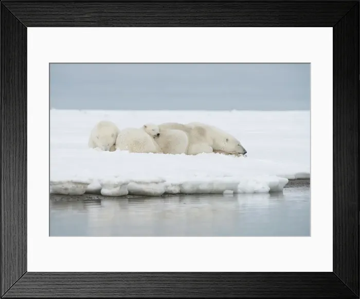 Framed Print : Polar bear (Ursus maritimus), sow with a pair of cubs rest along a barrier island during fall freeze up Framed Print : Polar bear (Ursus maritimus), sow with a pair of cubs rest along a barrier island during fall freeze up
