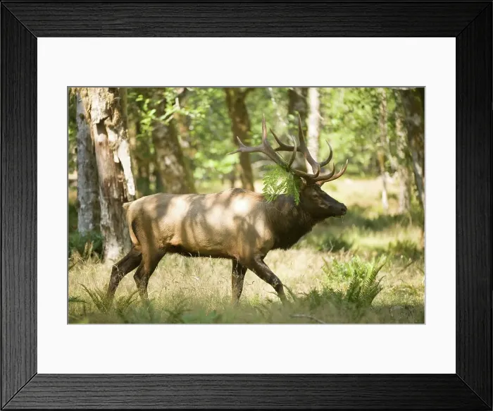 Framed Print : Roosevelt elk (Cervus canadensis roosevelti) walking in a forest Framed Print : Roosevelt elk (Cervus canadensis roosevelti) walking in a forest