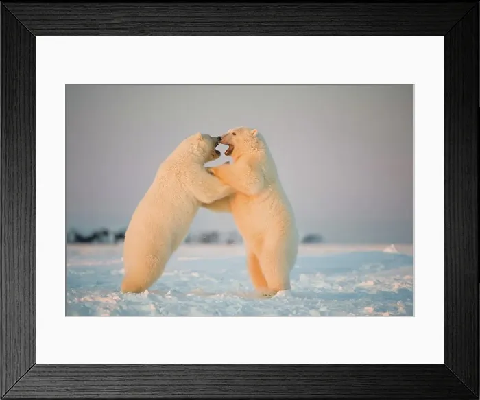 Framed Print : Two juvenile Polar bears (Ursus maritimus) playing on newly formed pack ice Framed Print : Two juvenile Polar bears (Ursus maritimus) playing on newly formed pack ice