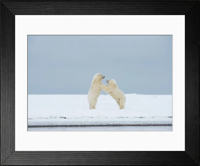 Framed Print : Polar bear (Ursus maritimus), pai of spring cubs playing along a barrier island during fall freeze up Framed Print : Polar bear (Ursus maritimus), pai of spring cubs playing along a barrier island during fall freeze up