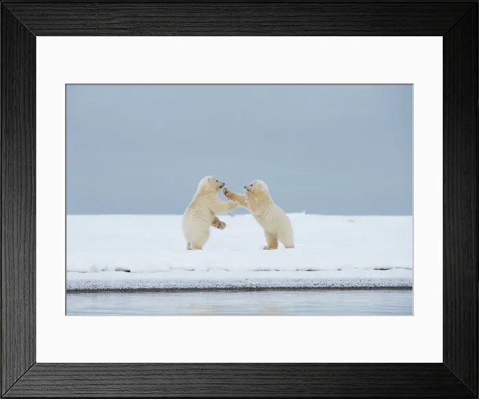 Framed Print : Polar bear (Ursus maritimus), pai of spring cubs playing along a barrier island during fall freeze up Framed Print : Polar bear (Ursus maritimus), pai of spring cubs playing along a barrier island during fall freeze up