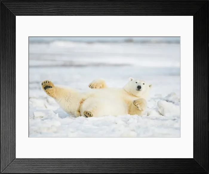 Framed Print : Polar bear (Ursus maritimus) sow rolling around on newly formed pack ice Framed Print : Polar bear (Ursus maritimus) sow rolling around on newly formed pack ice