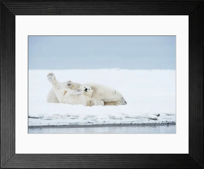 Framed Print : Polar bear (Ursus maritimus), sow with a pair of cubs rest along a barrier island during fall freeze up Framed Print : Polar bear (Ursus maritimus), sow with a pair of cubs rest along a barrier island during fall freeze up