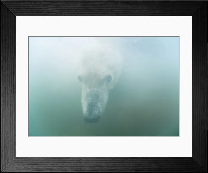 Framed Print : Underwater view of a young Polar bear (Ursus maritimus) swimming in freezing water Framed Print : Underwater view of a young Polar bear (Ursus maritimus) swimming in freezing water