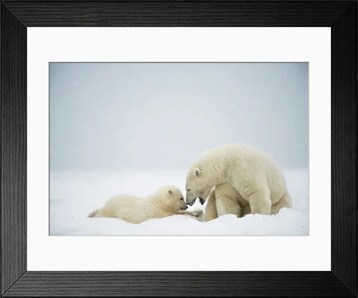 Framed Print : Polar bear (Ursus maritimus), sow with spring cub rest along a barrier island during fall freeze up Framed Print : Polar bear (Ursus maritimus), sow with spring cub rest along a barrier island during fall freeze up