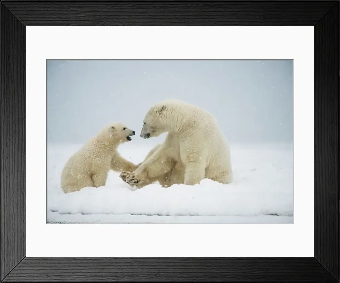 Framed Print : Polar bear (Ursus maritimus), sow with spring cub play with one another along a barrier island during fall freeze up