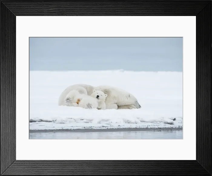 Framed Print : Polar bear (Ursus maritimus), sow with a pair of cubs rest along a barrier island during fall freeze up Framed Print : Polar bear (Ursus maritimus), sow with a pair of cubs rest along a barrier island during fall freeze up