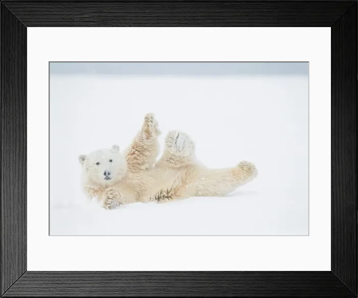 Framed Print : Polar bear (Ursus maritimus) yearling rolls around on newly formed pack ice Framed Print : Polar bear (Ursus maritimus) yearling rolls around on newly formed pack ice
