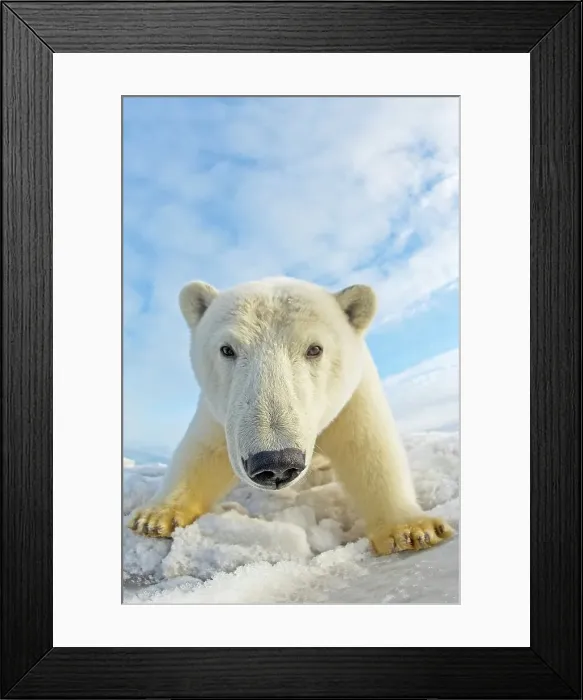 Framed Print : Curious Polar bear cub (Ursus maritimus) on newly formed pack ice Framed Print : Curious Polar bear cub (Ursus maritimus) on newly formed pack ice