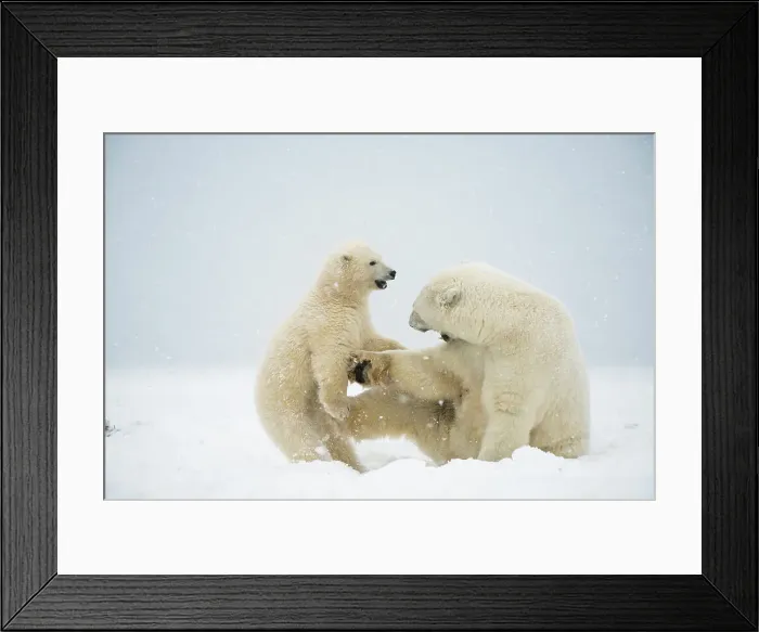 Framed Print : Polar bear (Ursus maritimus), sow with spring cub play with one another along a barrier island during fall freeze up Framed Print : Polar bear (Ursus maritimus), sow with spring cub play with one another along a barrier island during fall freeze up
