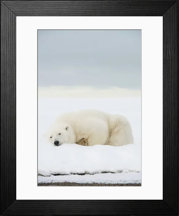 Framed Print : Polar bear (Ursus maritimus), sow rests along a barrier island during fall freeze up Framed Print : Polar bear (Ursus maritimus), sow rests along a barrier island during fall freeze up