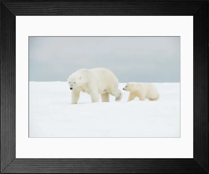 Framed Print : Polar bear (Ursus maritimus), broken-legged sow with a pair of spring cubs along a barrier island during fall freeze up